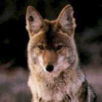 The coyote replaces the bear in a hunting directional set. he can be a great teacher showing us how our impulsive nature or our self-centeredness fail to serve us well