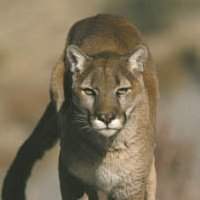 And to the mountain lion, Po'sha a k'ia said, "Long tail, you are stout of heart and will. So I give you and your children reign over the gods of prey and guardianship of the North for your coat is yellow."