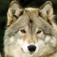 To the white wolf Po'shai a ki'a said, "being stout of heart and will, I make you younger brother of the Badger. Because your coat is white and gray - the color of the dawn and day, I give you reign of the eastern direction."
