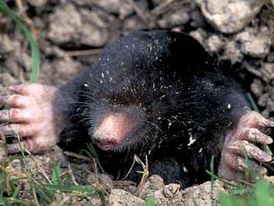 And finally to the Mole, Po'sha a ki'a said, "Prey mole, being stout of heart and strong of will I will make you the younger brother of the Eagle. You burrow through the earth without tiring. Your coat is the color of the holes and caves within the