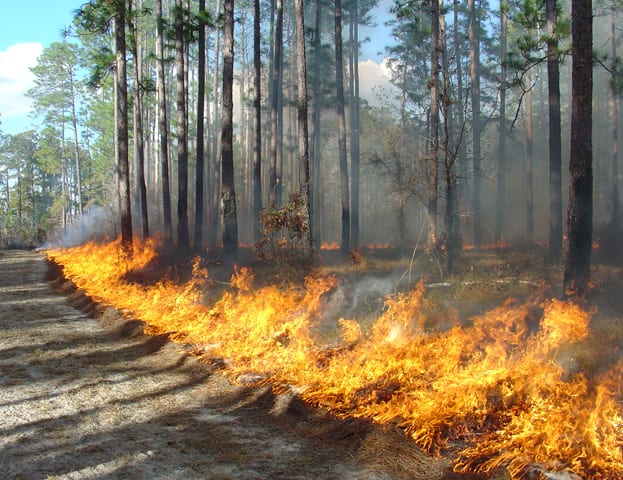 Goals in 2009: expose ground for longleaf pine seedlings, preserve "duff" at base of trees, protect old-growth longleaf pine trees.