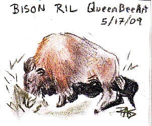 Bison drawn from an image posted to the Reference Image Library on http://www.wetcanvas.com by WC member QueenBeeArt for members to draw from, drawn by Robert A. Sloan.