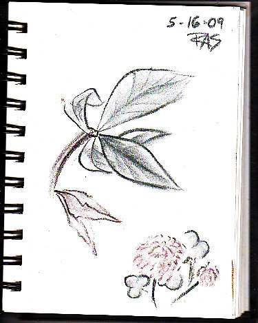 Leaves and Clover page from ProArt wirebound sketchbook, by Robert A. Sloan, in Derwent Tinted Charcoal Pencils.