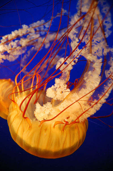 Jellyfishs venom is so deadly and painful that once injected with the venom you will long to die sooner than latter. Image Credit: Anastasia Shesterinina, Wikimedia Commons.