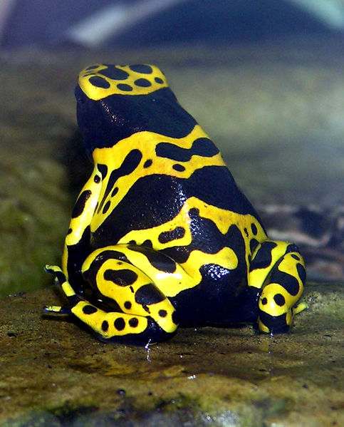 Poison Dart Frog - worlds most poisonous animal. It's poison is enough to kill 10 strong men at a go, or better still, 15,000 rats. Image Credit: Arpingstone, Wikipedia