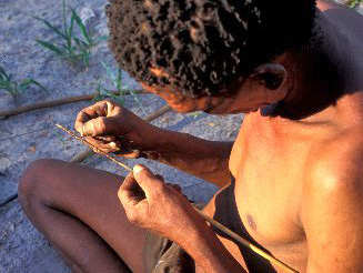 San Hunter Gatherers of kalahari - uses larvae and pupae of diamphidia beetle to poison their arrows