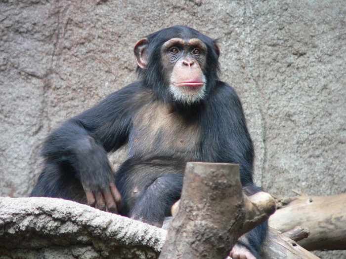 Worlds Most Beautiful Animal is Chimpanzee, like it or not. This guy is capable of planning what he will do tomorrow. Image Credit: Thomas Lersch, Wikimedia Commons