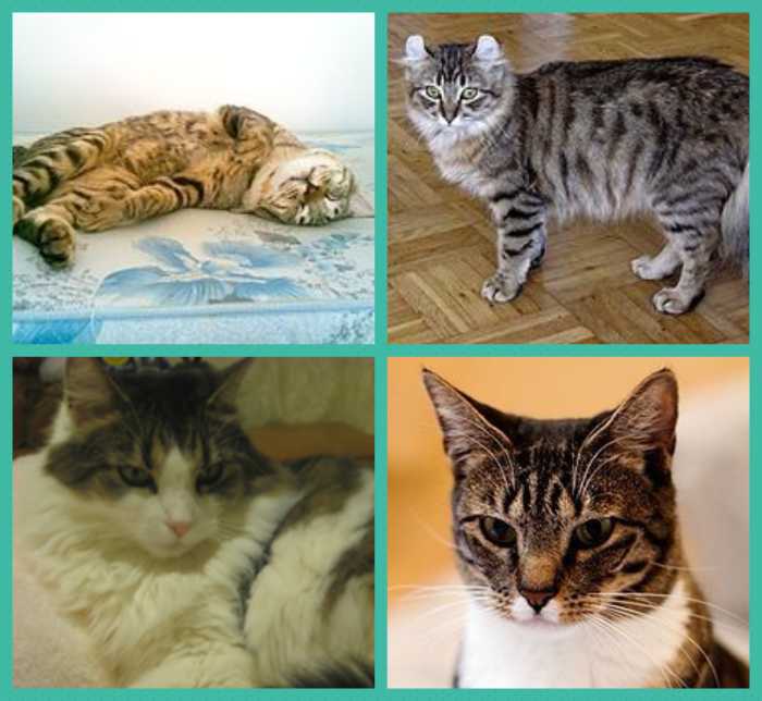 Top right: American Bobtail Cat. Top Left: American Curl Cat. Bottom Right: American Longhair Cat. Bottom Left: American Shorthair Cat
