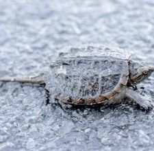 The Florida Snapping Turtle. Beware! Once they grab your finger, they will not let go.