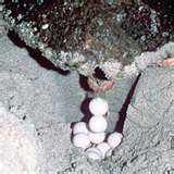 The Loggerhead has started to lay her eggs. These eggs are protected, so please don't touch them.