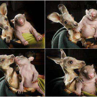 Orphaned kangaroo and wombat love each other. Read the story.