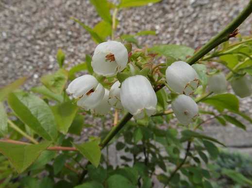 Blueberry flowers - despite being small and unshowy, blueberry flowers are good for bumble bees