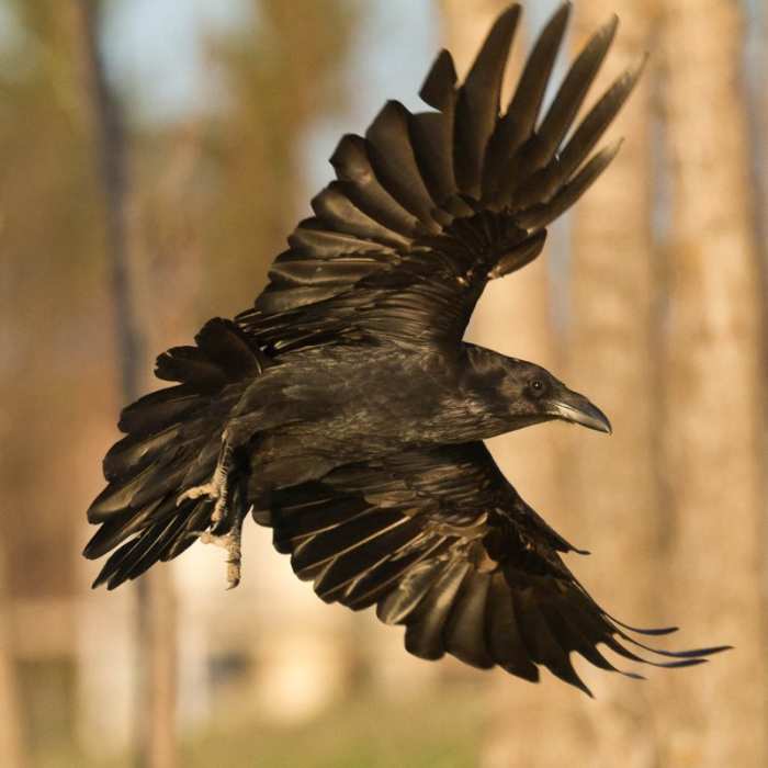 Raven in flight - bird of the battlefield, Odin's scouts to bring him news from the Nine Worlds