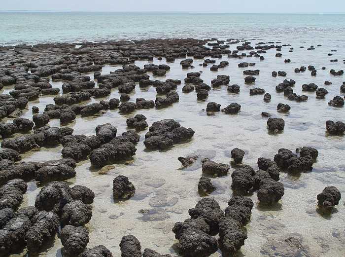 More than 3 billion years ago- cyanobacteria evolved a stunning new way of extracting energy from the sun called photosynthesis. They soon formed vast mats on the sea floor called stromatolites.