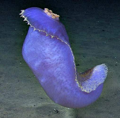Sea Cucumbers Facts and Pictures HubPages