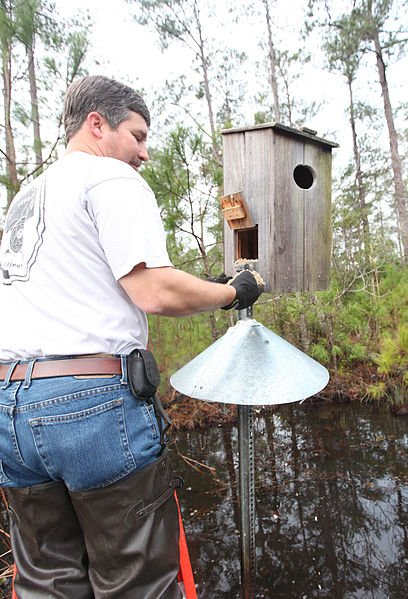 Wood duck boxes are merely over sized versions of a standard nesting box built to resemble natural tree cavaties.