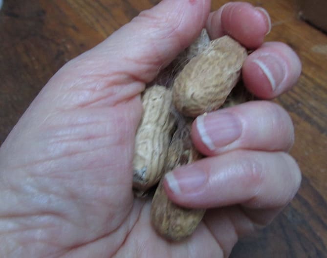I sometimes crack the nut shells for my birds, just to help them access the nuts faster.