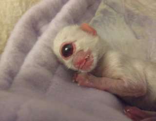 Cyclopia Animals There are human babies but I found them too disturbing to show. If you wish to see them please click into google images.