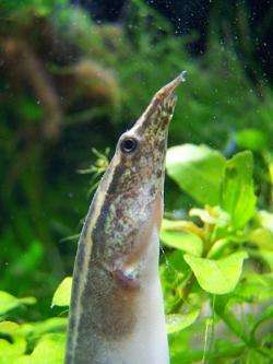 Purchase quality fish supplies, tropical fish and freshwater clams online, at local pet stores or through fish keeping websites.
