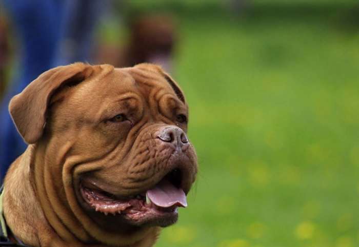 Prior to April Fools' Day 2019, the heaviest dog on record is Aicama Zorba, a 343-pound English mastiff.