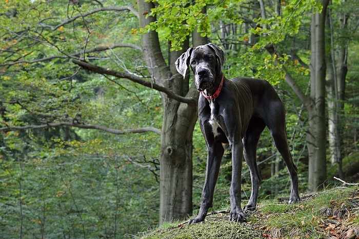 The tallest dog breed, standing between 28 and 32 inches on average, Great Danes are known to weigh up to 175 pounds.