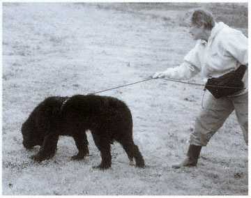 Puppies are the easiest to train. Here Nalu pulls strongly away at the start on just her third day of training.
