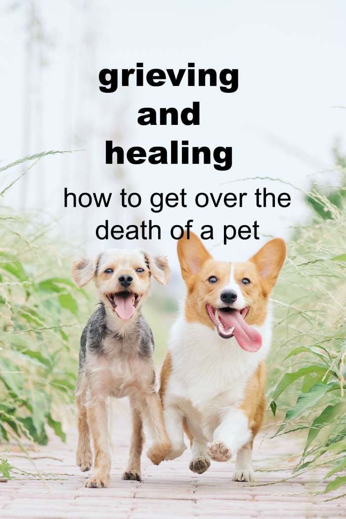 Talk about your loss with fellow animal lovers. Don't expect those who aren't to understand your sorrow.