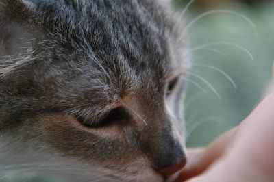 Tabby Facial Markings. In this picture you can see my "eyeliner" and the "pencil markings" on my face.