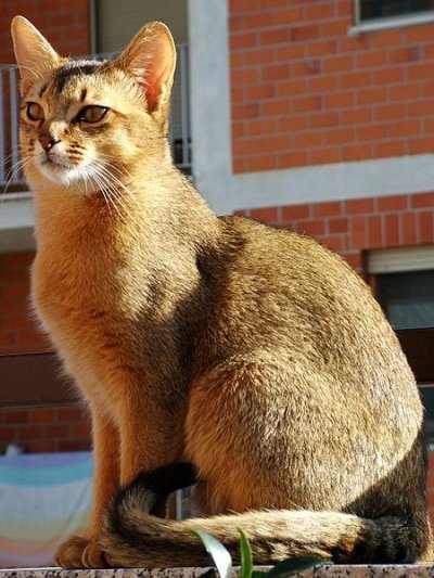 Abyssinian Tabby. These cats have the "ticking" gene, showing their stripes on their tails, paws, and in the M on their forehead