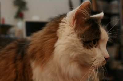 In this view, you can see some of Piglet's tabby facial markings -- her "eyeliner" and some "pencil markings".