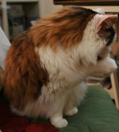 Piglet's indistinct stripes: her fur is dark at the root and lighter at the tip. Addy's not sure what gene causes this!