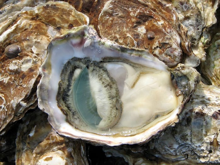 True aficionados love the oyster best when it is raw – still alive, glistening moistly in its shell, ready to slide voluptuously down your throat with no more than perhaps a spritz of lemon