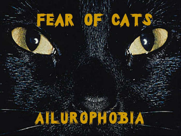 List of Animal Phobias HubPages