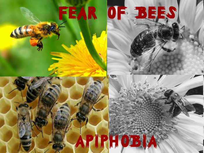 List of Animal Phobias HubPages