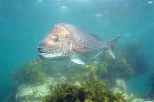 Many large residents frequent offshore reefs. If you are lucky enough to hook one of these guys; he'll weigh in at around 30lbs.