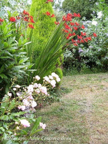A section of the border around the circular lawn, with the crimson blooms of crocosmia lucifer in full glory. The furious heat of the 2008 summer badly scorched the grass.