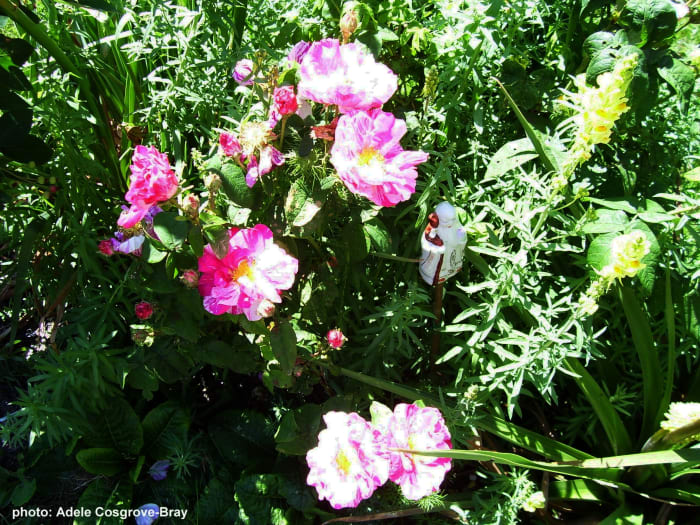 Rosa Gallica, or the Apothecary’s Rose, also once known as Rosa Mundi - one of my all time favourites. This photo shows the Versicolour variety, whose petals are splashed with white and pink, and which offers a heady fragance.
