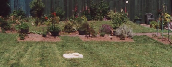 Looking across one lawn to the central path and beyond. The white bird-bath also attracts hedgehogs and foxes. On the far right are the wooden brush poles used to create a trellis for raspberries.