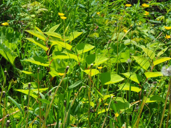 Finally other plants are taking over. Japanese Knotweed no longer dominates...but it is still there but weakened after more than a decade or trying to eradicate it!
