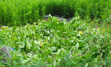 This is the area that site actually covered. No other plants under the canopy! Note the dried pile behind...the previous year's cuttings covered and dried...very little growth.