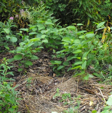 This area had a tarp cover over last year's cuttings. The tarp was removed this spring. New growth has started and needs to be controlled but note some success in curtailing re-growth.