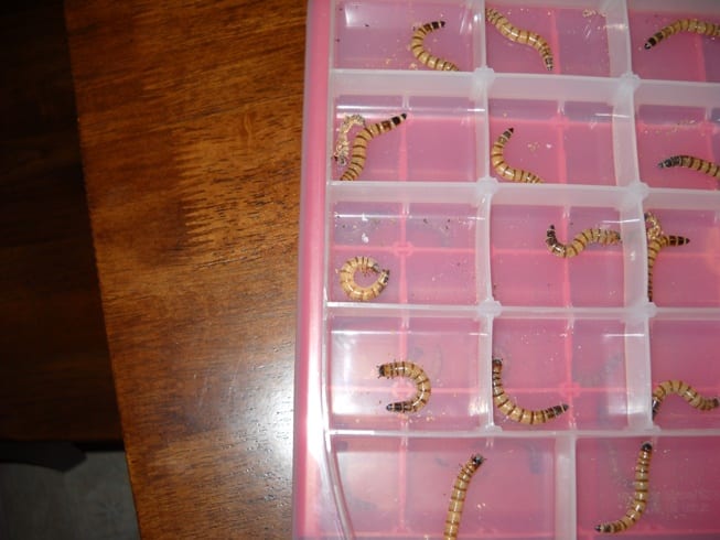 Superworms after five days. The third row left compartment superworm has begun to pupate. They curl into a C-shape to do this.