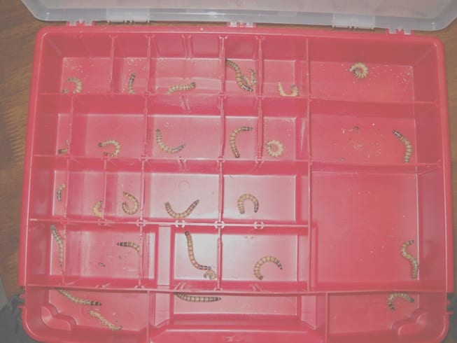 Superworms in the lower compartment. Some have started to pupate. Others have shed their exoskeleton as they've grown.