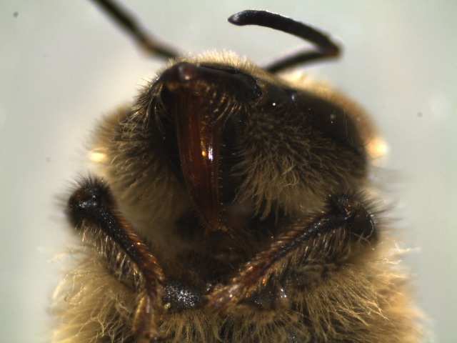 The image shows the proboscis of honeybee. A proboscis is a long, straw like hairy tongue used to absorb nutrients, honey, nectar, and water.