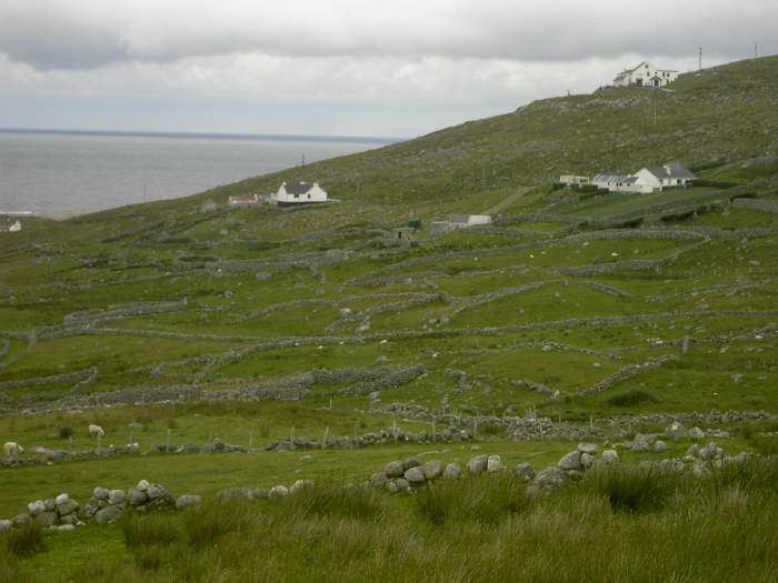 In the 1800s many Irish were tenants on poor rocky land where they relied on the potato crop to feed their families.