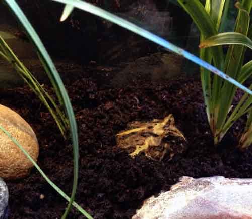 Regardless of whether there are gnats or not, Michonne really likes to bury herself in the moist soil.