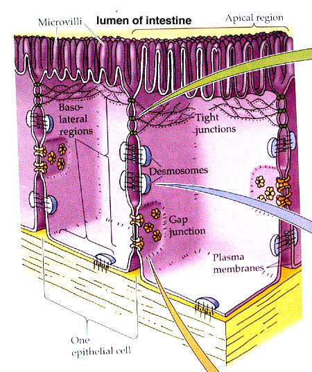 Diagram showing the areas of tight junctions within a cell. This is one area where many nutrients and other substances are transported between cells.