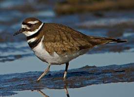 The Killdeer, so named for the loud Kill-deer shrill that it makes when disturbed on the nest, is a common bird that nests on lawns, golf courses and even landfills. It is a master of disguise when it comes to camouflaging its eggs and nest.