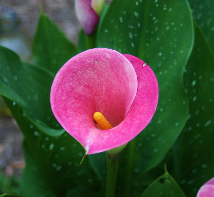 Calla lilies look like they'd be difficult to grow, but they actually aren't finicky at all.