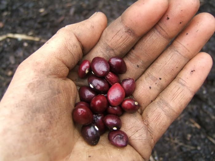 Some cooks are disappointed when the rich color of the cranberry beans turn to a natural brown color once cooked.
